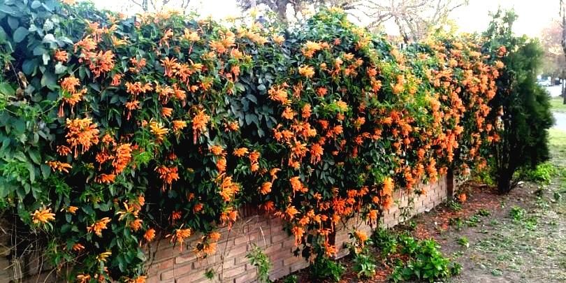 bignonias-parque-e1598199991518-boost