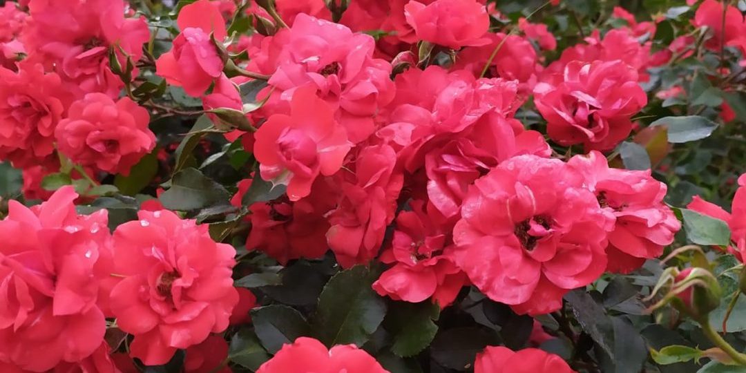 rosedal primer plano