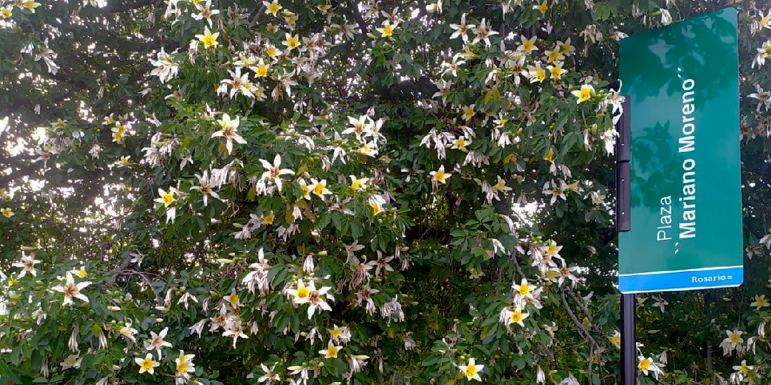 palobor marianomoreno blanco