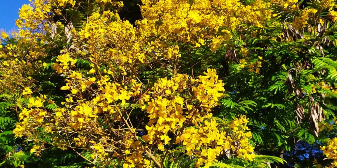 ibira pita primer planisimo