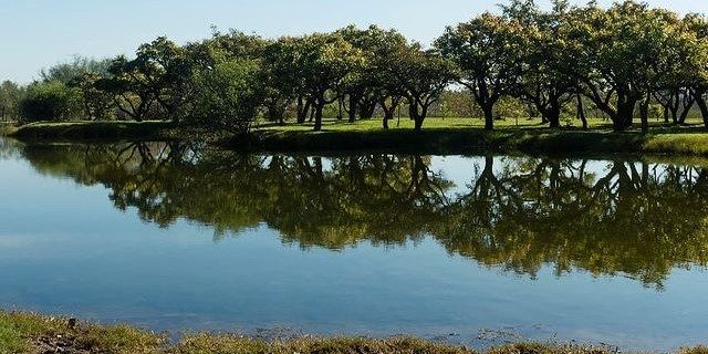 bosque constituyentes fina