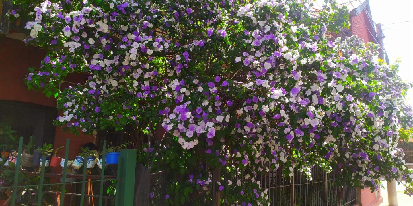 jaz par barrio ingles