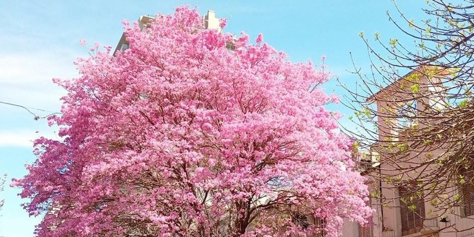 agenda lapacho francia