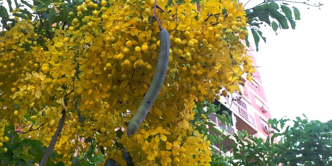 lluvia de oro flor y chaucha