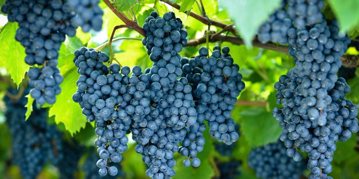 viñedo